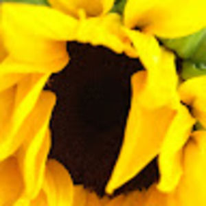 Meet your Posher, Ivy